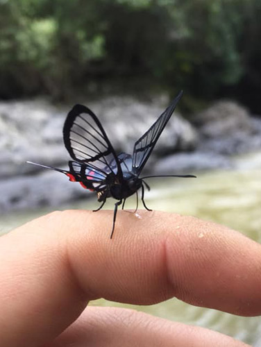 Fabricius Angel, Chorinea octauius (Fabricius, 1787). Highlands near Caranavi, Yungas, Bolivia  january 6, 2019. Photographer; Nikolaj Kleissl