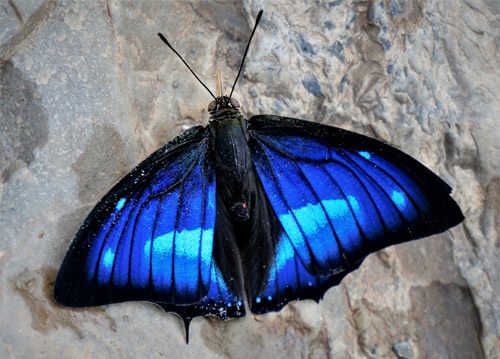 Mottled Leafwing, Polygrapha cyanea (Salvin & Godman, 1868).   Rincon del tigre, Caranavi Highlands, Yungas, Bolivia january 18, 2019. Photographer; Peter Mllmann