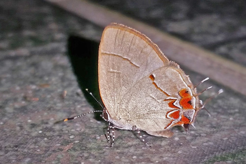 Cerata Groundstreak, Calycopis cerata (Hewitson, 1877). Caranavi, Yungas, Bolivia  february 14, 2019. Photographer; Peter Mllmann