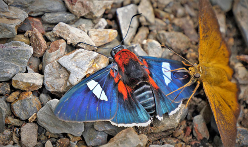 Comet Skipper, Yanguna cometes ssp. cometides (Mabille & Boullet, 1908) and Probus Skipper, Porphyrogenes probus (Mschler, 1877) var. suva.  Rio Zongo, Yungas, Bolivia  february 16, 2019. Photographer; Peter Mllmann