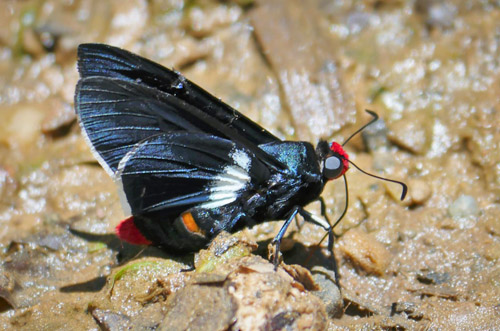 Amythaon Firetip, Pyrrhopyge amythaon ssp. perula (Evans, 1951)? Caranavi Highlands, Yungas, Bolivia  february 7, 2019. Photographer; Peter Mllmann