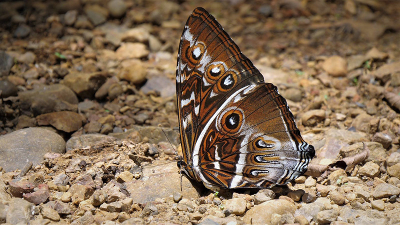 Cisseis Morpho, Morpho cisseis ssp. cisseistricta (Le Moult & Ral, 1962). Caranavi Highlands, Yungas, Bolivia  february 7, 2019. Photographer; Peter Mllmann