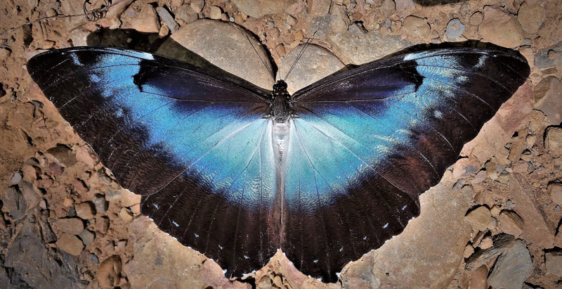 Cisseis Morpho, Morpho cisseis ssp. cisseistricta (Le Moult & Ral, 1962). Caranavi Highlands, Yungas, Bolivia  february 7, 2019. Photographer; Peter Mllmann