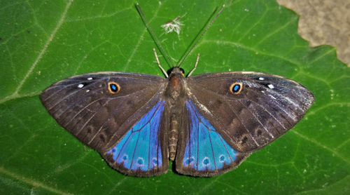 Caerulescent Eurybia, Eurybia caerulescens (Druce, 1904),Caranavi, Yungas, Bolivia february 13, 2019. Photographer; Peter Møllmann