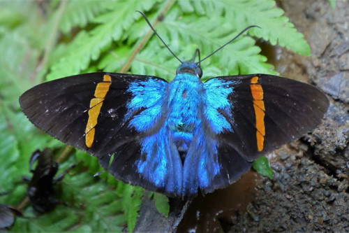 Blue Scarlet-eye, Porphyrogenes omphale (A. Butler, 1871). Rio Zongo, Yungas, Bolivia  february 16, 2019. Photographer; Peter Mllmann