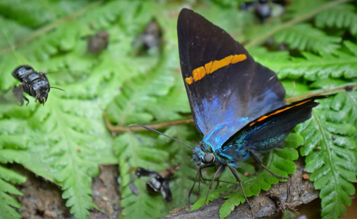 Blue Scarlet-eye, Porphyrogenes omphale (A. Butler, 1871). Rio Zongo, Yungas, Bolivia  february 16, 2019. Photographer; Peter Mllmann