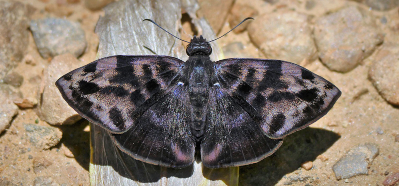 Blurred Bentwing, Ebrietas infanda (A. Butler, 1877). Caranavi Highlands, Yungas, Bolivia  february 7, 2019. Photographer; Peter Mllmann