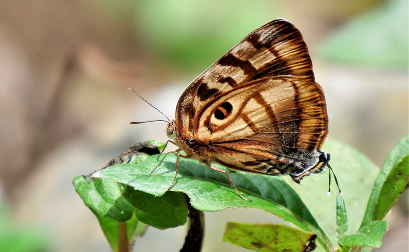 Tiger-eye Hairstreak, Rekoa meton (Cramer, 1779). Caranavi Highlands, Yungas, Bolivia january 14, 2019. Photographer; Peter Mllmann