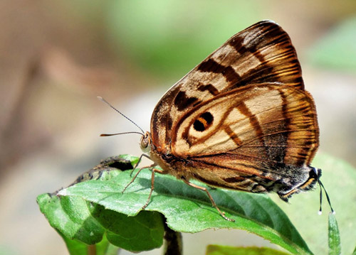 Tiger-eye Hairstreak, Rekoa meton (Cramer, 1779). Caranavi Highlands, Yungas, Bolivia january 14, 2019. Photographer; Peter Møllmann
