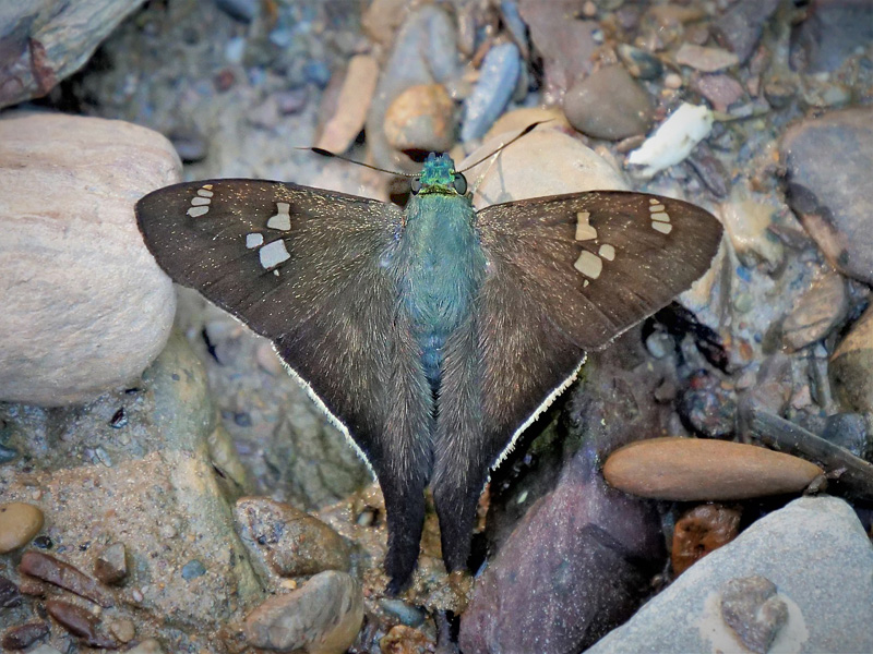 Four-spotted Longtail, Polythrix caunus (Herrich-Schffer, 1869). Caranavi Highlands, Yungas, Bolivia  january 21, 2019. Photographer; Peter Mllmann