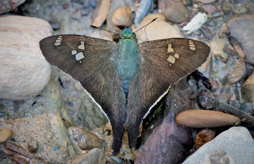 Four-spotted Longtail, Polythrix caunus (Herrich-Schffer, 1869). Caranavi Highlands, Yungas, Bolivia  january 21, 2019. Photographer; Peter Mllmann