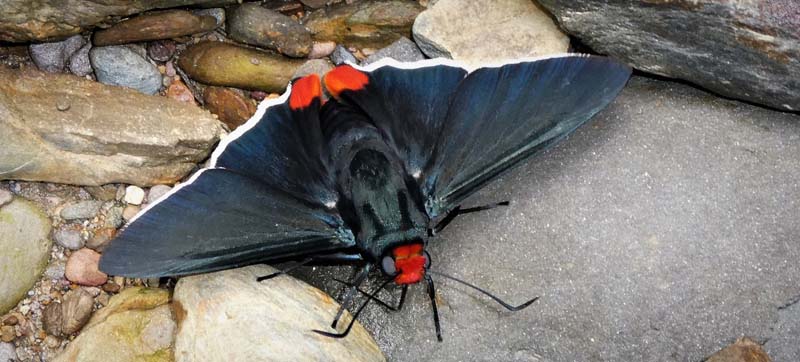 Passova Firetip, Passova passova ssp. styx (Mschler, 1879).Rio Broncini, Caranavi, Yungas, Bolivia  february 1, 2019. Photographer; Kirsten Matthiesen