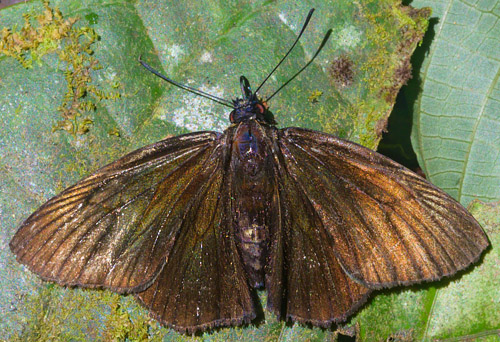 Carmenta Skipper, Dion carmenta (Hewitson, 1870). Incahuara, Caranavi, Yungas, Bolivia january 5, 2019. Photographer; Gottfried Siebel