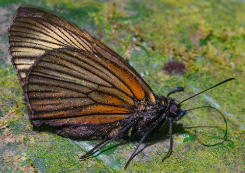 Carmenta Skipper, Dion carmenta (Hewitson, 1870). Incahuara, Caranavi, Yungas, Bolivia january 5, 2019. Photographer; Gottfried Siebel