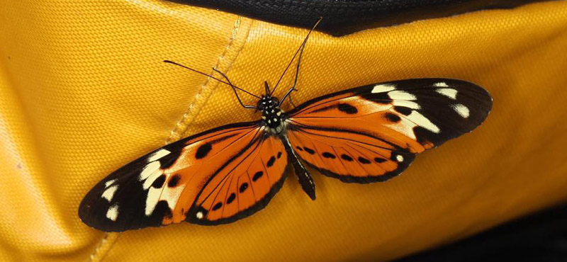 Heliconius hecale subspecies? Caranavi, Yungas, Bolivia  january 12, 2019. Photographer; Frank Aalestrup