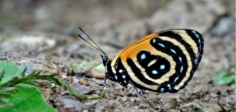 BD Butterfly, Callicore cynosura (E. Doubleday, 1847). Caranavi Highlands, Yungas, Bolivia january 14, 2019. Photographer; Peter Møllmann