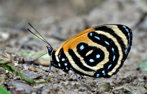 BD Butterfly, Callicore cynosura (E. Doubleday, 1847). . Caranavi Highlands, Yungas, Bolivia january 14, 2019. Photographer; Peter Møllmann