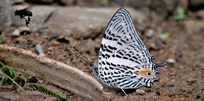 Amazon Beauty, Baeotus aeilus (Stoll, 1780). Caranavi, Yungas, Bolivia january 19, 2019. Photographer; Peter Mllmann