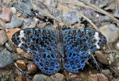 Amazon Blue Cracker, Hamadryas chloe ssp. daphnis (Staudinger, 1886).  Caranavi, Yungas, Bolivia  february 12, 2019. Photographer; Peter Møllmann