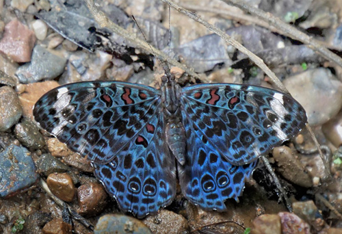 Amazon Blue Cracker, Hamadryas chloe ssp. daphnis (Staudinger, 1886).  Caranavi, Yungas, Bolivia  february 12, 2019. Photographer; Peter Mllmann