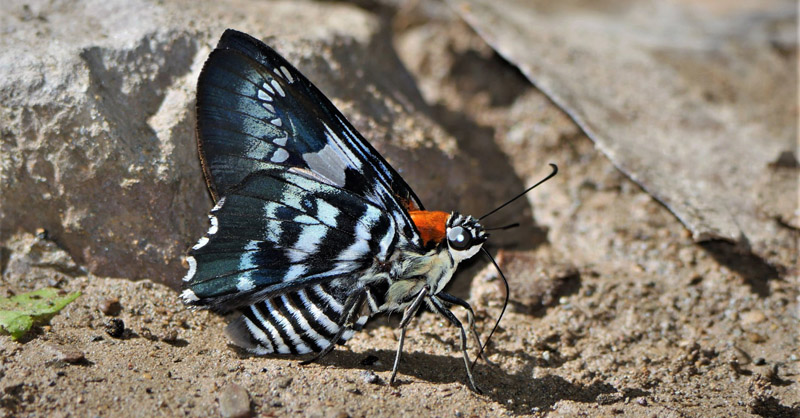 Myscelus assaricus ssp. mapirica (Stand, 1921).   Caranavi, Yungas, Bolivia february 24, 2019. Photographer; Peter Mllmann