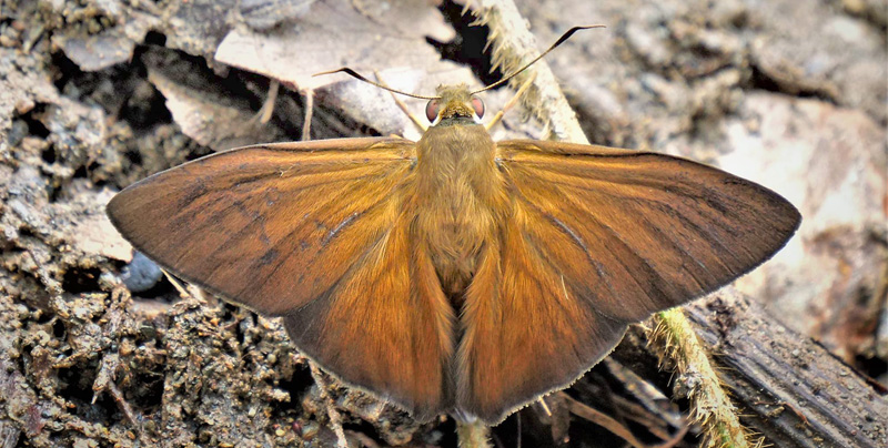 Maybe a Porphyrogenes simulator (Austin & O. Mielke, 2008) ID comment by Lars Andersen. Rio Zongo, Yungas, Bolivia  february 1, 2019. Photographer; Peter Mllmann