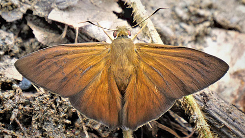 Maybe a Porphyrogenes simulator (Austin & O. Mielke, 2008) ID comment by Lars Andersen. Rio Zongo, Yungas, Bolivia  february 1, 2019. Photographer; Peter Mllmann