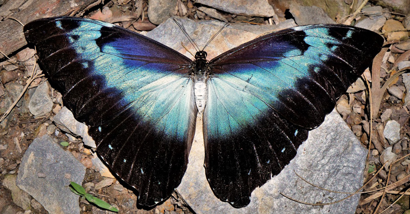 Cisseis Morpho, Morpho cisseis ssp. cisseistricta (Le Moult & Ral, 1962). Caranavi Highlands, Yungas, Bolivia  january 27, 2019. Photographer; Peter Mllmann