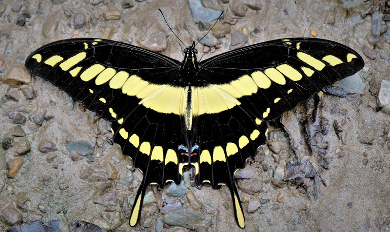 Thoas Swallowtail, Heraclides thoas ssp. brasiliensis. Caranavi Highlands, Yungas, Bolivia  january 28, 2019. Photographer; Peter Mllmann