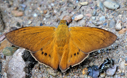  Probus Skipper, Porphyrogenes probus (Mschler, 1877) var. suva.  Rio Zongo, Yungas, Bolivia  february 16, 2019. Photographer; Peter Mllmann