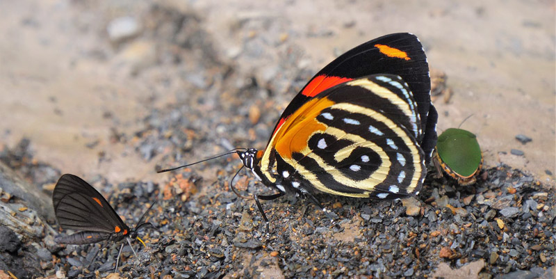 BD Butterfly, Callicore cynosura (E. Doubleday, 1847).  Caranavi, Yungas, Bolivia february 24, 2019. Photographer; Peter Mllmann