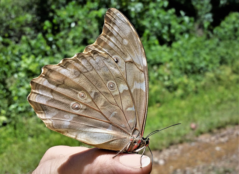 Principalis Jewelmark, Anteros principalis (Hopffer, 1874). Caranavi Highlands, Yungas, Bolivia  january 28, 2019. Photographer; Peter Mllmann