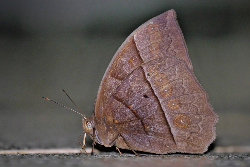 Cleopatra Wood Nymph, Taygetis cleopatra (C. & R. Felder, 1862). Caranavi, Yungas, Bolivia february 4, 2019. Photographer; Peter Mllmann