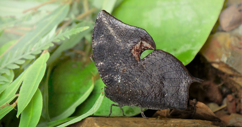 Acidalia Leafwing, Memphis acidalia (Hbner, 1819). Caranavi Highlands, Yungas, Bolivia february 17, 2019. Photographer; Peter Mllmann