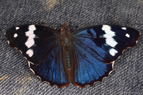 Sea sophronia (Godart, 1824). Caranavi, Yungas, Bolivia january 12, 2019. Photographer; Frank Aalestrup
