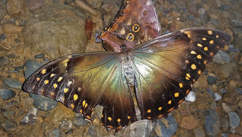 Grey Morpho, Morpho telemachus ssp. exsusarion (Le Moult & Ral, 1962) en copula. Caranavi Highlands, Yungas, Bolivia january 15, 2019. Photographer; Peter Mllmann