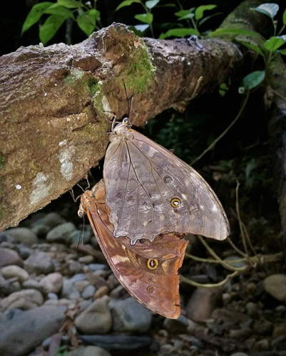 Grey Morpho, Morpho telemachus ssp. exsusarion (Le Moult & Ral, 1962) en copula. Caranavi Highlands, Yungas, Bolivia january 15, 2019. Photographer; Peter Mllmann