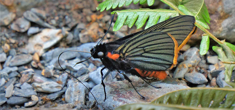 Pyrrhopygopsis quispica (Pltz, 1886). Caranavi, Yungas, Bolivia february 23, 2019. Photographer; Peter Mllmann