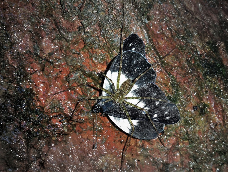 Chelidonis Dartwhite, Catasticta chelidonis (Hopffer, 1874) and Sparassidae spider species. Caranavi Highlands, Yungas, Bolivia january 17, 2019. Photographer; Peter Mllmann