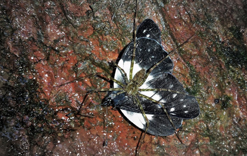 Chelidonis Dartwhite, Catasticta chelidonis (Hopffer, 1874) and Sparassidae spider species. Caranavi Highlands, Yungas, Bolivia january 17, 2019. Photographer; Peter Mllmann