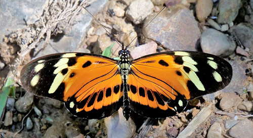 Numata Longwing, Heliconius numata ssp. mirus, (Weymer1894). Caranavi Highlands, Yungas, Bolivia february 7, 2019. Photographer; Peter Møllmann