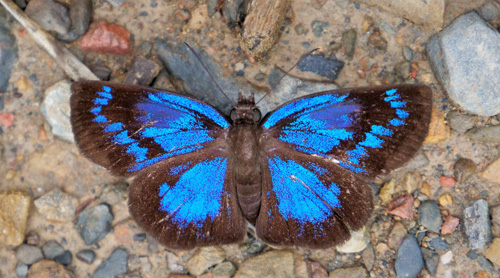 Glorious Blue-Skipper, Paches loxus loxana (Evans, 1953) female. Caranavi, Yungas, Bolivia  february 14, 2019. Photographer; Peter Møllmann