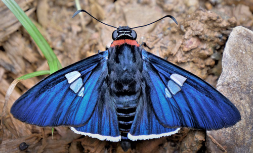 Red-collared Skipper, Gunayan rubricollis (Sepp, 1841). Caranavi, Yungas, Bolivia  february 12, 2019. Photographer; Peter Mllmann