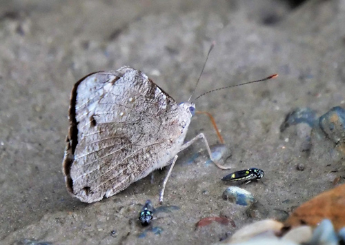 Ingens Purplewing, Eunica ingens (Seitz, 1915). Caranavi Highlands, Yungas, Bolivia  february 7, 2019. Photographer; Peter Mllmann