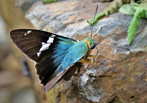 Two-barred Flasher, Astraptes fulgerator ssp. azul (Reakirt, 1867). Rio Zongo, Yungas, Bolivia  february 16, 2019. Photographer; Peter Mllmannn