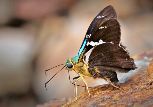 Two-barred Flasher, Astraptes fulgerator ssp. azul (Reakirt, 1867). Rio Zongo, Yungas, Bolivia  february 16, 2019. Photographer; Peter Møllmann