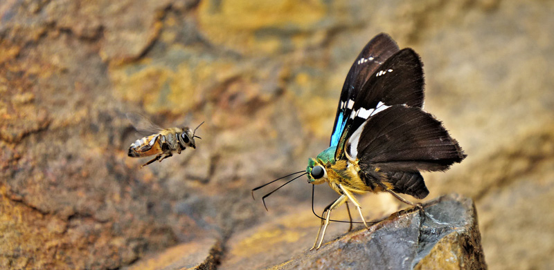 Two-barred Flasher, Astraptes fulgerator ssp. azul (Reakirt, 1867). Rio Zongo, Yungas, Bolivia  february 16, 2019. Photographer; Peter Mllmann