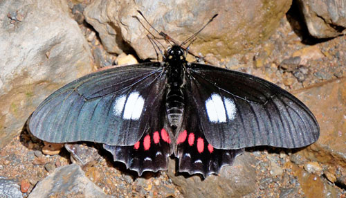 Cattleheart Mimic, Mimoides xeniades ssp. signatus (Tyler, K. Brown & Wilson, 1994).  Rincon del tigre, Caranavi Highlands, Yungas, Bolivia january 18, 2019. Photographer; Peter Mllmann