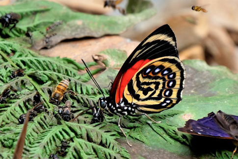 White-spotted Agrias. Prepona (Agrias) amydon ssp. ferdinandi (Fruhstorfer, 1895) male. Caranavi Highlands, Yungas, Bolivia january 11, 2019. Photographer; Peter Mllmann