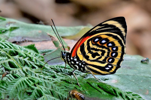 White-spotted Agrias. Prepona (Agrias) amydon ssp. ferdinandi (Fruhstorfer, 1895) male. Caranavi Highlands, Yungas, Bolivia january 11, 2019. Photographer; Peter Mllmann